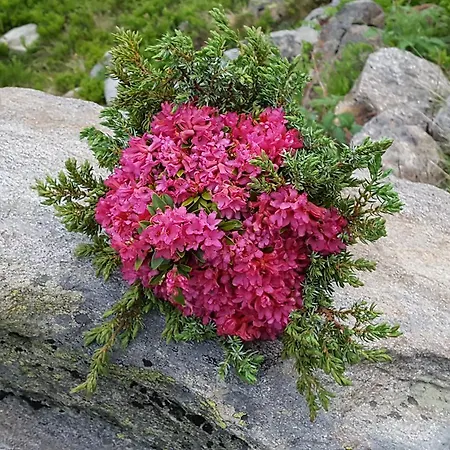 Daire Ferienglueck *